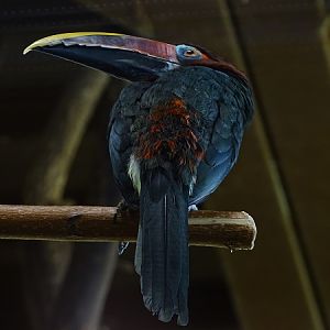 Green aracari (Pteroglossus viridis) (04/22)