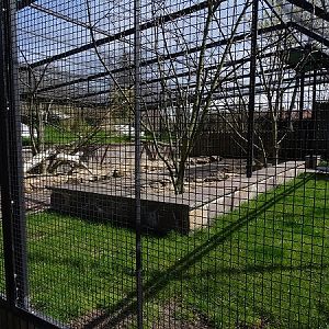 (Walkthrough?) Parakeet enclosure (04/2022)