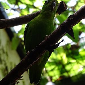 Blue-crowned hanging parrot (Loriculus galgulus) (04/22)