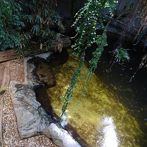 Enclose for Nile and Desert crocodiles, cichlids and Sutchi catfish (04/22)