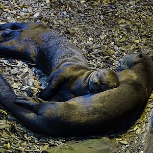 Giant otter (Pteronura brasiliensis) (04/22)