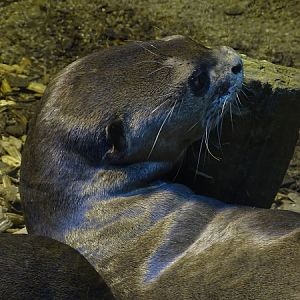 Giant otter (Pteronura brasiliensis) (04/22)
