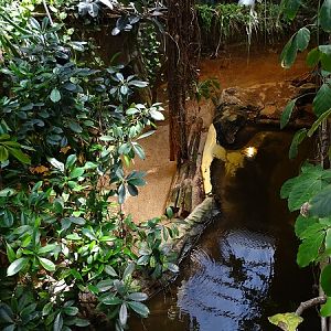 Crocodile House; giant otter enclosure (04/22)