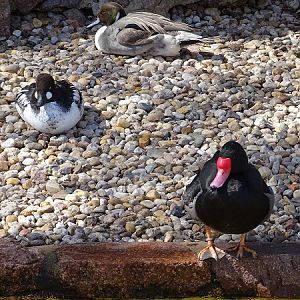 Rosy-billed pochard, Northern pintail & Eurasian goldeneye (04/22)