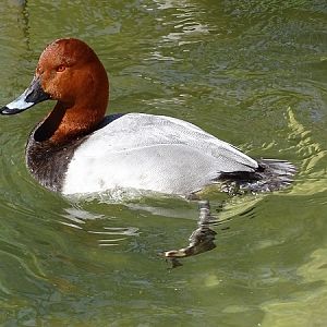 Common pochard (Aythya ferina) (04/22)