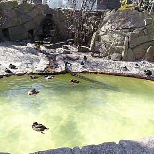 Enclosure for various duck species (04/22)