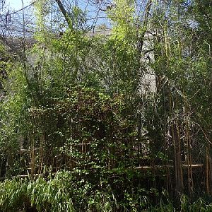 Rainforest house; Goeldi's marmoset enclosure (04/22)