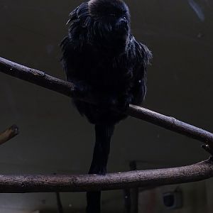 Goeldi's marmoset (Callimico goeldii) (04/22)