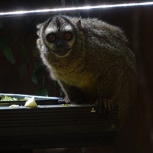 Grey-handed Night Monkey (Aotus lemurinus griseimembra) (04/22)