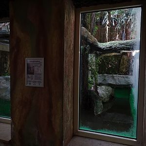 Rainforest House; Pygmy hippo indoor enclosure (04/22)