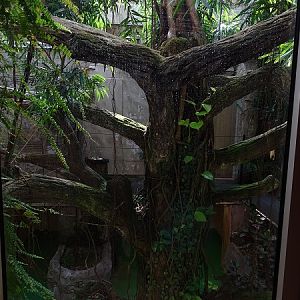 Rainforest House; enclosure for night monkeys and green iguanas (04/22)