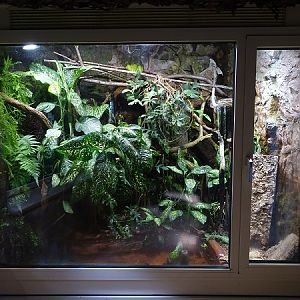 Rainforest House; green tree python enclosure (04/22)