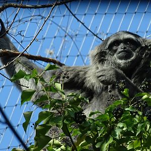 Moloch gibbon (Hylobates moloch) (04/22)