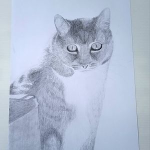 Cat drawn as a purchase order