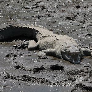American Crocodile
