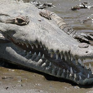 American Crocodile