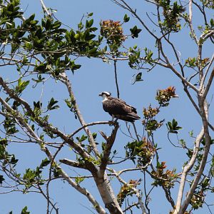 Osprey