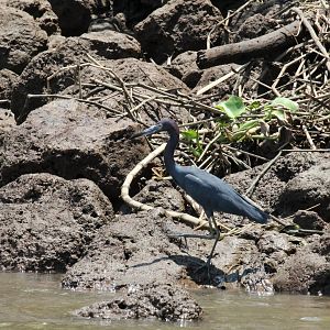 Little Blue Heron