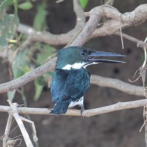 Amazon Kingfisher