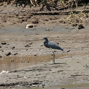Tricolor Heron