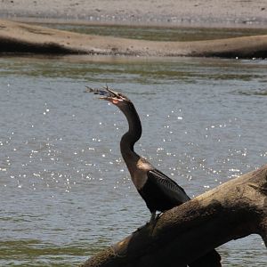 Anhinga