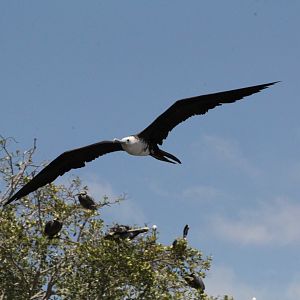 Immature Magnificant Frigate Bird