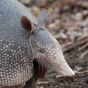 Nine-banded Armadillo
