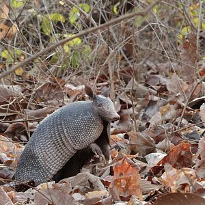 Nine-banded Armadillo
