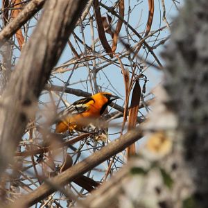 Streak-backed Oriole (I think...)