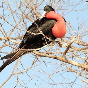 Male Magnificent Frigate Bird
