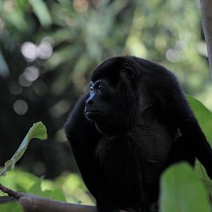 Mantled Howler Monkey