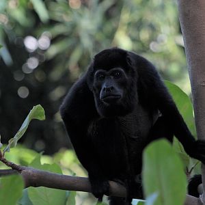Mantled Howler Monkey