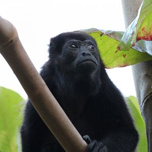 Mantled Howler Monkey