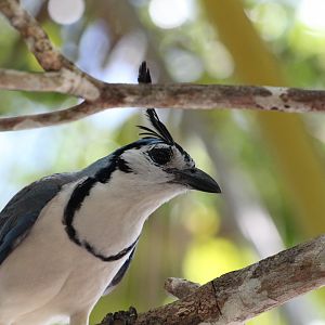 White-throated Magpie-jay
