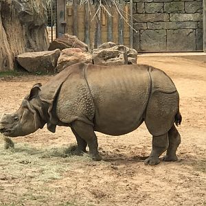 Greater One-Horned Rhino (Rhinoceros unicornis)