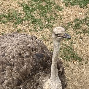 Common Ostrich (Struthio camelus)