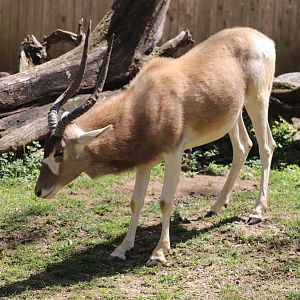 Cheetah Conservation Station - Addax