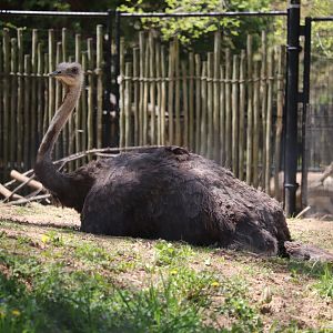 Cheetah Conservation Station - Ostrich - Linda