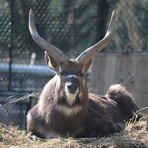 Cheetah Conservation Station - Sitatunga - Waylon