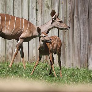 Cheetah Conservation Station - Lesser Kudus
