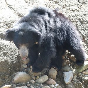 Asia Trail - Sloth Bear