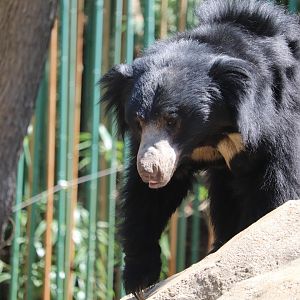 Asia Trail - Sloth Bear