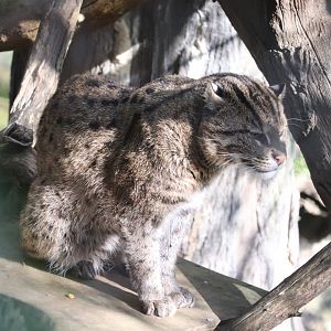 Asia Trail - Fishing Cat