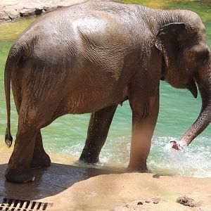 Asia Trail - Asian Elephant