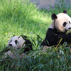 Asia Trail - Giant Panda - Mei Xiang & Xiao Qi Ji