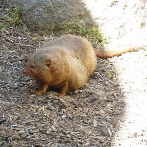 Rotund dwarf mongoose