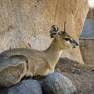 Klipspringer