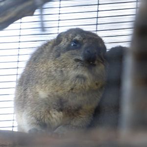 Tree hyrax?