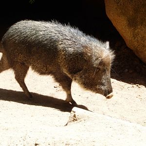 Chacoan peccary