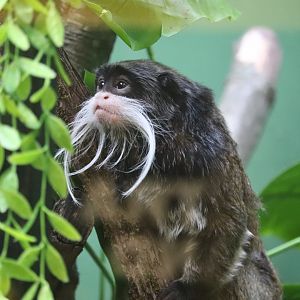 Small Mammal House - Bearded Emperor Tamarin